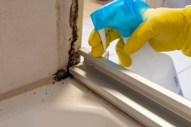 Best Insurance-Related Mold Remediation in Yellow Springs, OH