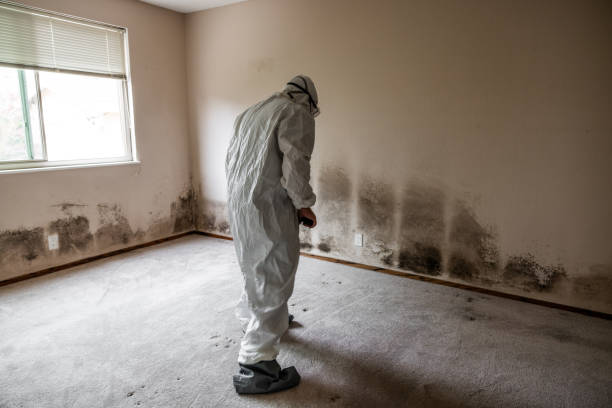 Best White Mold Remediation in Yellow Springs, OH