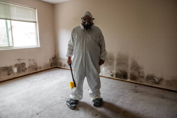 Best Commercial Mold Remediation in Yellow Springs, OH